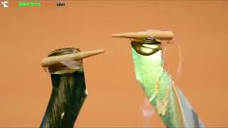 Miniature : Comment fabriquer un robot poisson à la maison ?