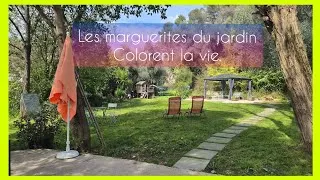 Miniature : Les marguerites du jardin colorent la vie .