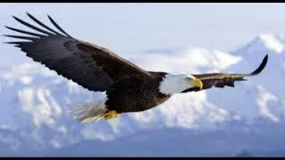 Miniature : Le jeune aigle qui se croyait poule – Conte amérindien sur l’estime de soi