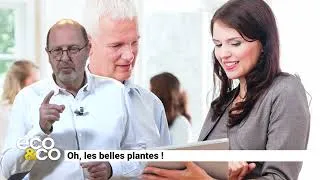 Miniature : 20 OH LES BELLES PLANTES
