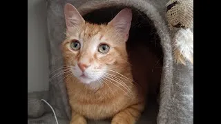 Miniature : Animaux et Soins Energétiques : Chat abandonné, traumatismes libérés par le soin Etoile & Sens