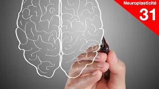 Miniature : Que se produit-il dans le cerveau lorsqu’on élabore des explications ?