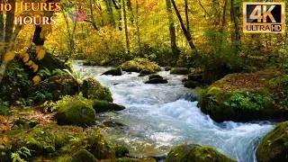 Miniature : 🌿 10H Nature 4K – Rivière Relaxante & Bruits de Forêt | Flowing River & Nature Sounds