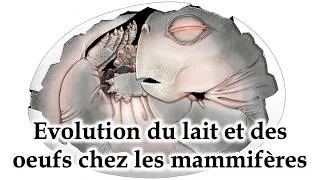 Miniature : Evolution du lait et des oeufs chez les mammifères