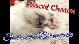 Miniature : Sacré de BIRMANIE voici Roméo un sacré et drôle chaton âgé de 10 semaines ...