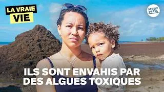 Miniature : "On a l'impression qu'on va y rester" : l'enfer des sargasses en Guadeloupe | LA VRAIE VIE