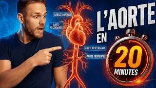 Miniature : Anatomie de l'Aorte en 3D - Comprendre l'Aorte Ascendante, la Crosse Aortique et l'Aorte Descendante