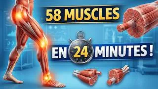 Miniature : Anatomie des Muscles du Membre Inférieur - 58 Muscles en moins de 24min ! - Présentation Générale