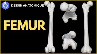 Miniature : Anatomie du Fémur - Dessin Anatomique