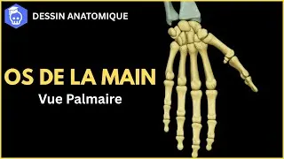 Miniature : Anatomie des Os de la Main - Comment Dessiner Facilement la Vue Palmaire