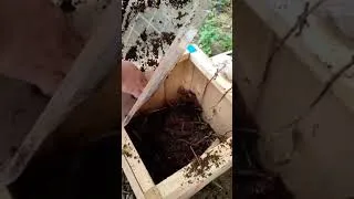 Miniature : تربية و انتاج دود الفيرمى كومبوست
