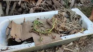 Miniature : Vermicompostage élevage de vers de terre en conditions extrêmes en Algérie @verralgerie