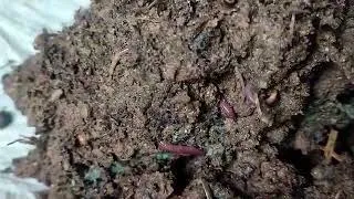 Miniature : élevage de vers de terre en Algérie