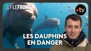 Miniature : Sur le front des dauphins avec Hugo Clément