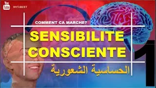 Miniature : P1-SENSIBILITE CONSCIENTE