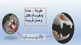 Miniature : LE SECRET D'ETRE CARNIVORE OU HERBIVORE السر وراء كون الكائن عاشبا أو لاحما #carnivore_herbivore