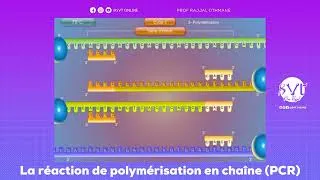 Miniature : La réaction de polymérisation en chaîne PCR