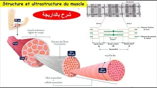Miniature : Role du muscle squelettique dans la conversion de l'énergie : Structure et ultrastructure du muscle
