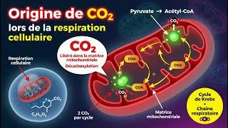 Miniature : Origine de CO2 lors de la respiration cellulaire