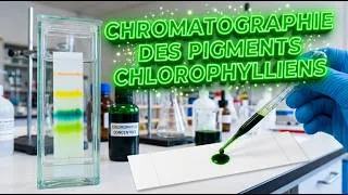Miniature : séparation des pigments chlorophylliens par chromatographie