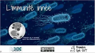 Miniature : [SVT-Erlich] 1ère Spé - L'immunité innée