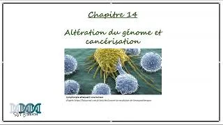 Miniature : [SVT-Erlich] 1ère Spé - Chapitre 14 - Altération du génome et cancérisation