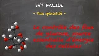 Miniature : SVT FACILE -Tale spé.- Le contrôle des flux de glucose, source essentielle d'énergie des cellules
