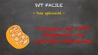 Miniature : SVT FACILE - Tale spé. - L'origine de l'ATP nécessaire aux activités cellulaires