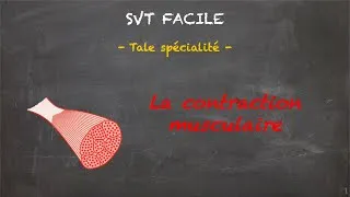 Miniature : SVT FACILE - Tale spé. - La contraction musculaire