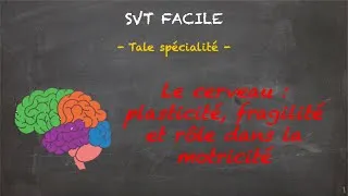 Miniature : SVT FACILE - Tale spé. - Le cerveau : plasticité, fragilité et rôle dans la motricité
