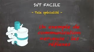 Miniature : SVT FACILE - Tale spé. - Un exemple de communication nerveuse : les réflexes