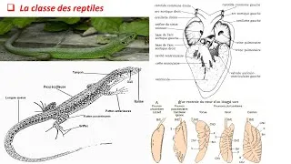 Miniature : moule de biologie animale s2 2023: les reptiles (résumé du cours BCG, SVI et ENS)