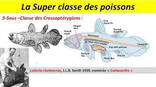 Miniature : moule de biologie animale s2 2023: les cordés (résumé du cours BCG, SVI et ENS)