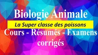 Miniature : moule de biologie animale s2 2023: les cordés (résumé du cours BCG, SVI et ENS)
