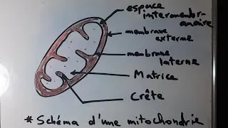 Miniature : Comment dessiner une mitochondrie