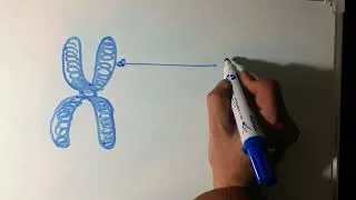Miniature : Comment dessiner un chromosome métaphasique
