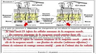 Miniature : (Correction) Examen régional de Fès - Meknès  2024 SVT