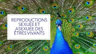 Miniature : Reproduction sexuée et asexuée des êtres vivants ( Cours de SVT )