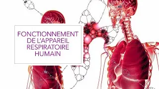 Miniature : Appareil respiratoire de l'Homme ( Cours de SVT )