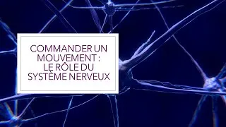 Miniature : Commander un mouvement : le rôle du système nerveux. ( Cours de SVT )