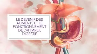 Miniature : Devenir des aliments et fonctionnement de l'appareil digestif ( Cours de SVT )