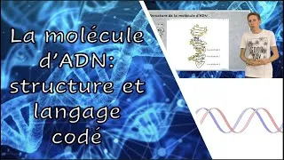 Miniature : Structure de la molécule d'ADN et langage codé (2nde - SVT)