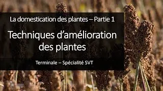 Miniature : Cours Spé SVT Terminale - Techniques de domestication des plantes