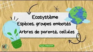 Miniature : Ecosystème groupes emboités cellule