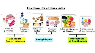 Miniature : 3AC Résumé des cours : aliments, digestion, absorption et éducation nutritionnelle