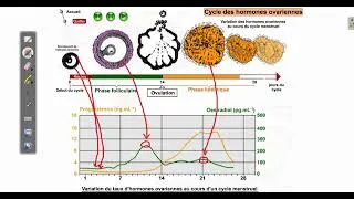 Miniature : Les hormones ovariennes explication simple