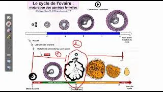 Miniature : Le cycle ovarien simplifié.