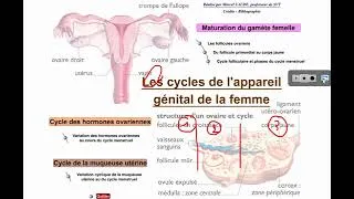 Miniature : Le cycle de l'endomètre simplifié.