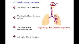 Miniature : QCM LA RESPIRATIONHUMAINE2