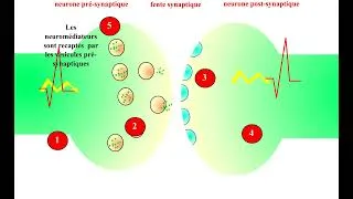 Miniature : Synapse.